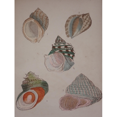 1396 - Adams, H.G., 'Beautiful Shells, their nature structure and uses', 1858 (lacking binding), Department... 