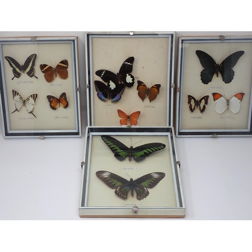 1399 - Lepidoptery-Four framed Cases of Tropical Butterfly Species including Black and White Helen, Archduk... 