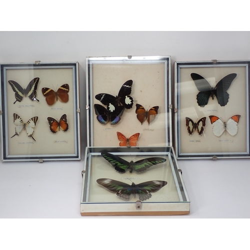 1399 - Lepidoptery-Four framed Cases of Tropical Butterfly Species including Black and White Helen, Archduk... 