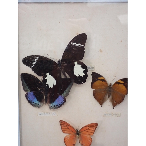 1399 - Lepidoptery-Four framed Cases of Tropical Butterfly Species including Black and White Helen, Archduk... 