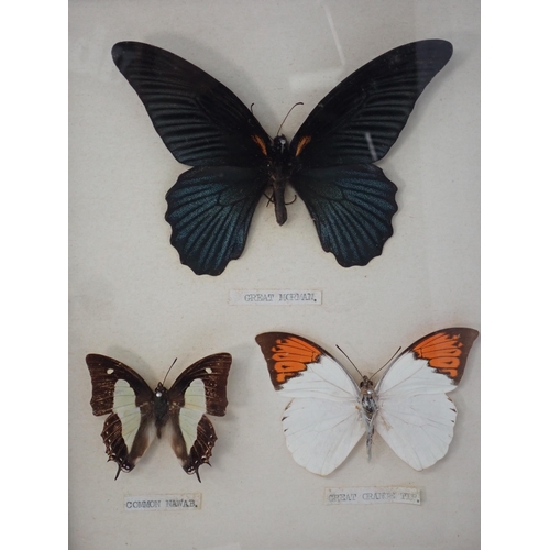 1399 - Lepidoptery-Four framed Cases of Tropical Butterfly Species including Black and White Helen, Archduk... 