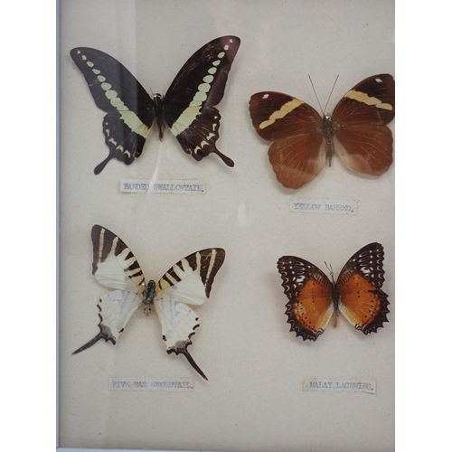 1399 - Lepidoptery-Four framed Cases of Tropical Butterfly Species including Black and White Helen, Archduk... 