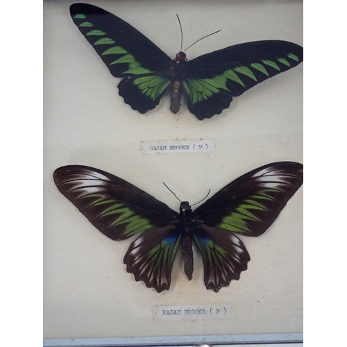 1399 - Lepidoptery-Four framed Cases of Tropical Butterfly Species including Black and White Helen, Archduk... 