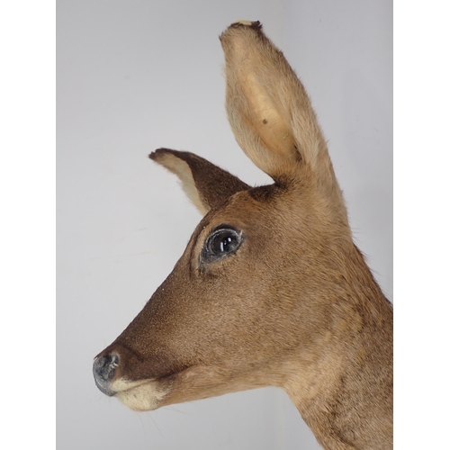 1421 - A neck mounted taxidermy Roe Doe on oak shield