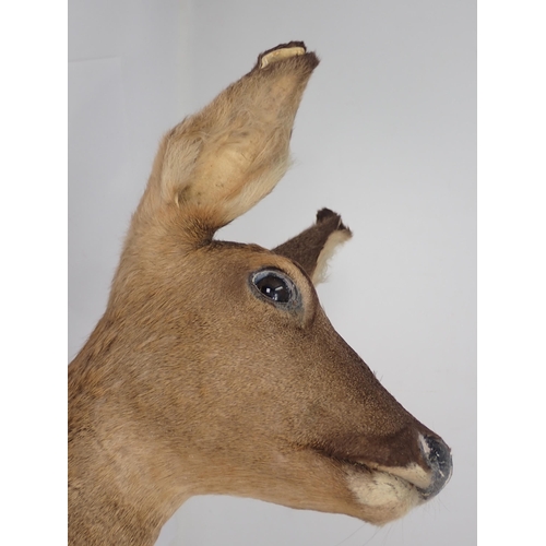 1421 - A neck mounted taxidermy Roe Doe on oak shield