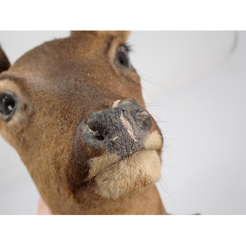 1421 - A neck mounted taxidermy Roe Doe on oak shield