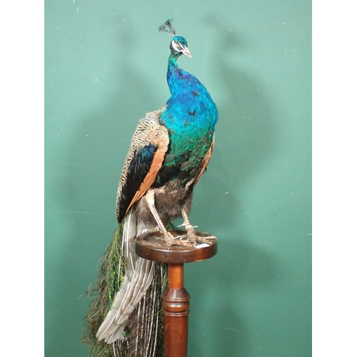 1343 - A taxidermy male Peacock with full train mounted on a turned column