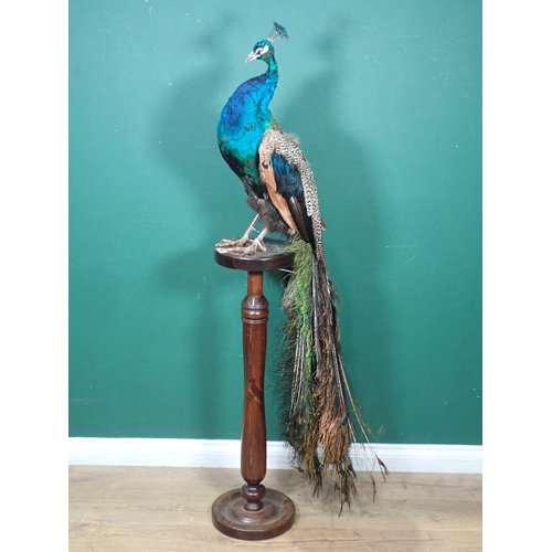 1343 - A taxidermy male Peacock with full train mounted on a turned column