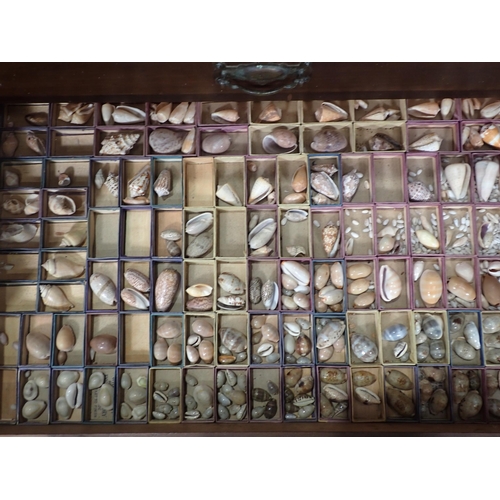 1395 - A fine and extensive Edwardian Shell Collection collated by the late Reverend P. Graydon Tibbs while... 