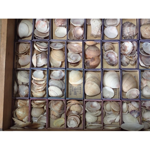 1395 - A fine and extensive Edwardian Shell Collection collated by the late Reverend P. Graydon Tibbs while... 