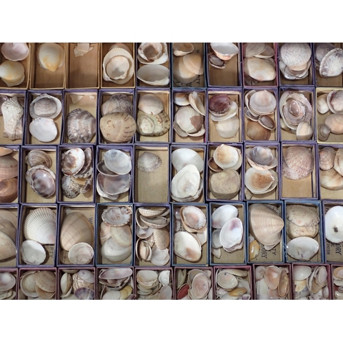 1395 - A fine and extensive Edwardian Shell Collection collated by the late Reverend P. Graydon Tibbs while... 