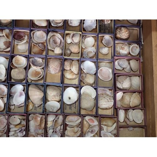 1395 - A fine and extensive Edwardian Shell Collection collated by the late Reverend P. Graydon Tibbs while... 