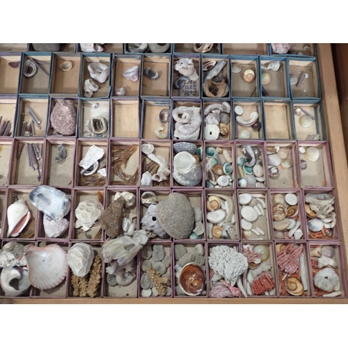 1395 - A fine and extensive Edwardian Shell Collection collated by the late Reverend P. Graydon Tibbs while... 