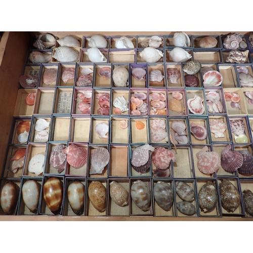 1395 - A fine and extensive Edwardian Shell Collection collated by the late Reverend P. Graydon Tibbs while... 