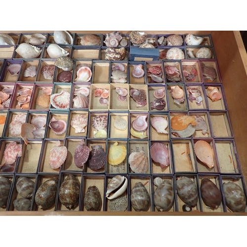 1395 - A fine and extensive Edwardian Shell Collection collated by the late Reverend P. Graydon Tibbs while... 