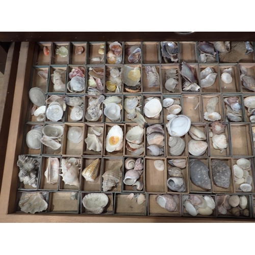 1395 - A fine and extensive Edwardian Shell Collection collated by the late Reverend P. Graydon Tibbs while... 