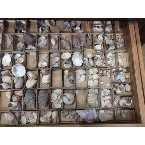 1395 - A fine and extensive Edwardian Shell Collection collated by the late Reverend P. Graydon Tibbs while... 