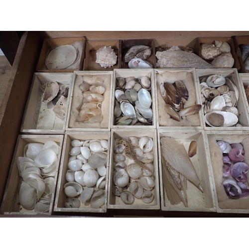 1395 - A fine and extensive Edwardian Shell Collection collated by the late Reverend P. Graydon Tibbs while... 