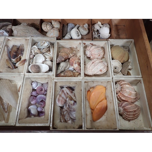 1395 - A fine and extensive Edwardian Shell Collection collated by the late Reverend P. Graydon Tibbs while... 