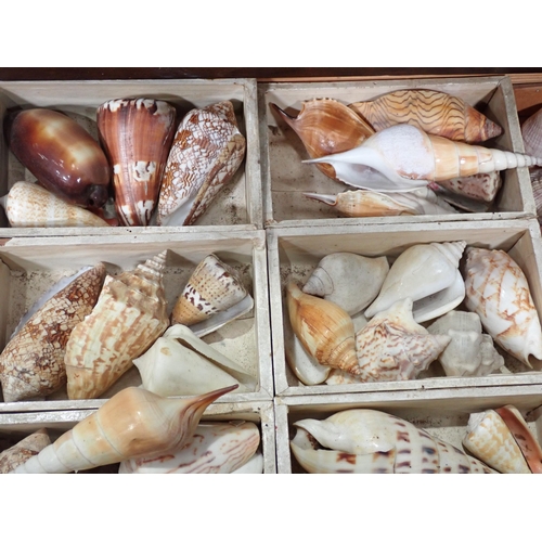 1395 - A fine and extensive Edwardian Shell Collection collated by the late Reverend P. Graydon Tibbs while... 