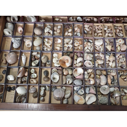 1395 - A fine and extensive Edwardian Shell Collection collated by the late Reverend P. Graydon Tibbs while... 