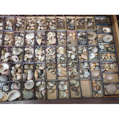 1395 - A fine and extensive Edwardian Shell Collection collated by the late Reverend P. Graydon Tibbs while... 