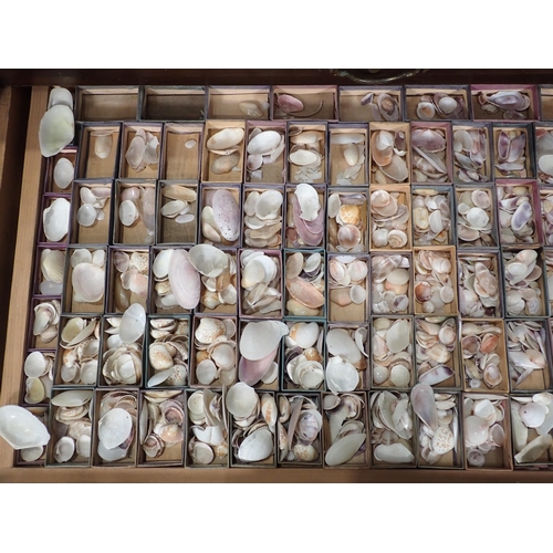 1395 - A fine and extensive Edwardian Shell Collection collated by the late Reverend P. Graydon Tibbs while... 