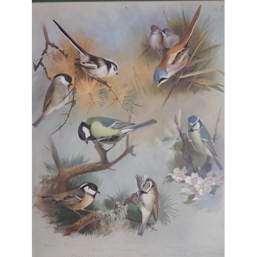 1009 - THORBURN, ARCHIBALD; British Birds, 4 Volumes, published by Longmans, Green & Co. 1915