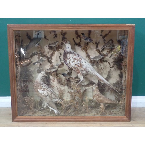 1400 - An antique taxidermy Case displaying a collection of well mounted British Bird Species including Cuc... 