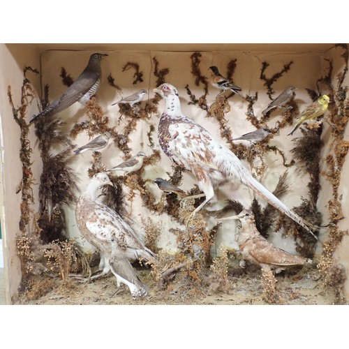 1400 - An antique taxidermy Case displaying a collection of well mounted British Bird Species including Cuc... 