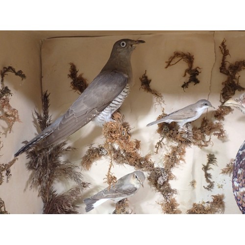 1400 - An antique taxidermy Case displaying a collection of well mounted British Bird Species including Cuc... 