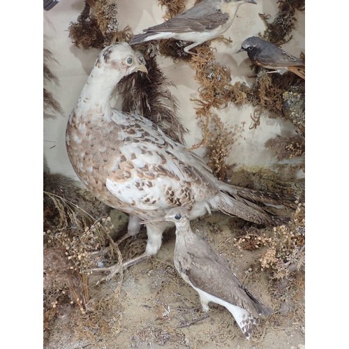 1400 - An antique taxidermy Case displaying a collection of well mounted British Bird Species including Cuc... 