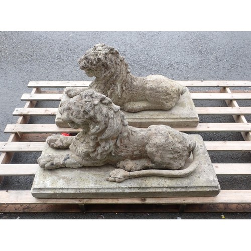 393 - A pair of reconstituted garden Lions, on separate rectangular bases, Lions A/F (Tails detached, One ... 