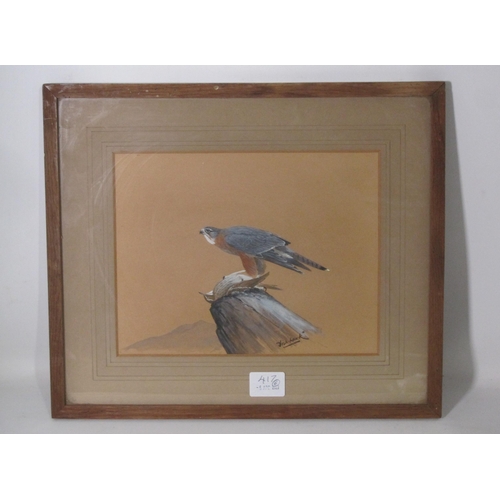 417 - FISH-HAWK.(DAVID WOLFE MURRAY) A Hobby and Swift (prey); watercolour heightened with white, 15 x 11i... 