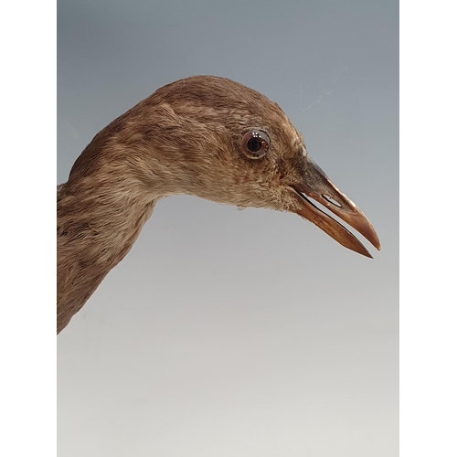 4 - A Taxidermy Juvenile Moorhen under associated Glass Dome, 15