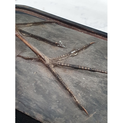 4 - A Taxidermy Juvenile Moorhen under associated Glass Dome, 15