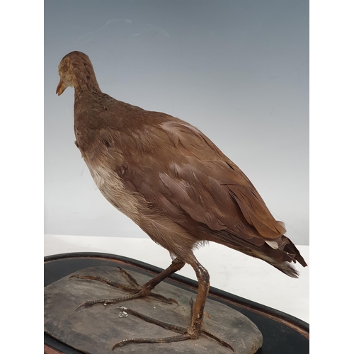 4 - A Taxidermy Juvenile Moorhen under associated Glass Dome, 15