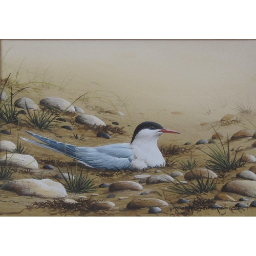 426 - RALPH WATERHOUSE. Arctic Tern; and Ringed Plover, signed, watercolour and gouache, 4½ x 6in; an oil ... 