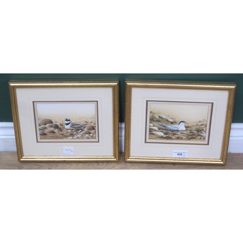 426 - RALPH WATERHOUSE. Arctic Tern; and Ringed Plover, signed, watercolour and gouache, 4½ x 6in; an oil ... 