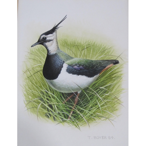 427 - TREVOR BOYER. Lapwing; Short-Eared Owl; Raven; Red Shank, signed, watercolours, 7 x 4½in; together w... 