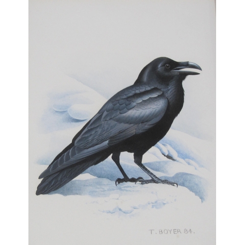 427 - TREVOR BOYER. Lapwing; Short-Eared Owl; Raven; Red Shank, signed, watercolours, 7 x 4½in; together w... 