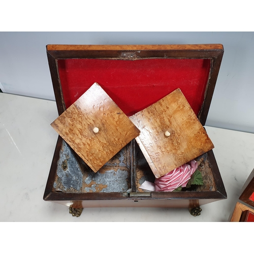 485 - A birds eye maple Tea Caddy with brass ring handles and paw feet, and another Jewellery Casket with ... 