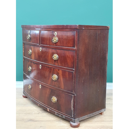 499 - A mahogany Bow Front Chest of two short, three long Drawers on circular bun feet A/F, 3ft 5