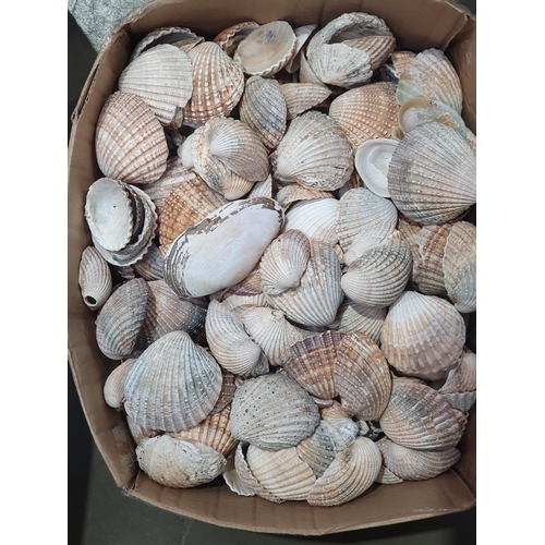 331 - Three boxes of various Shells