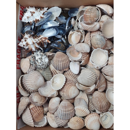 331 - Three boxes of various Shells