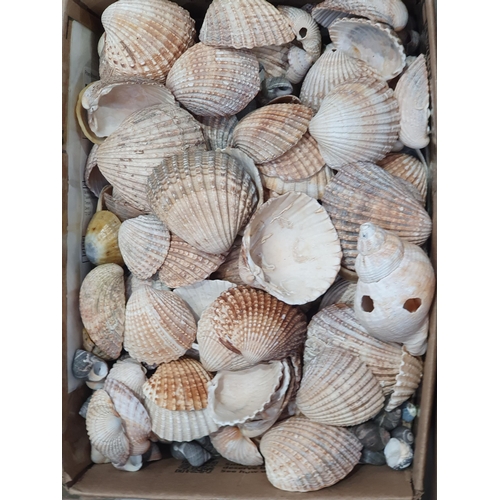 331 - Three boxes of various Shells