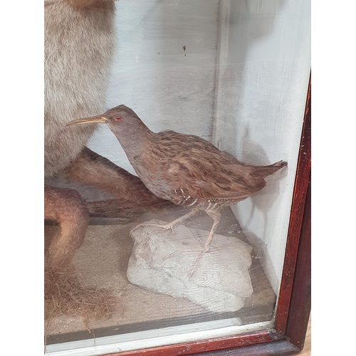 1 - A Taxidermy mounted Fox, Water Rail and Pheasant and a Fox Brush in associated glazed display Case, ... 