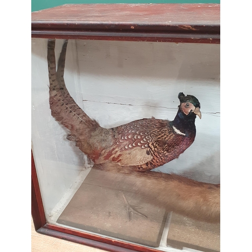 1 - A Taxidermy mounted Fox, Water Rail and Pheasant and a Fox Brush in associated glazed display Case, ... 