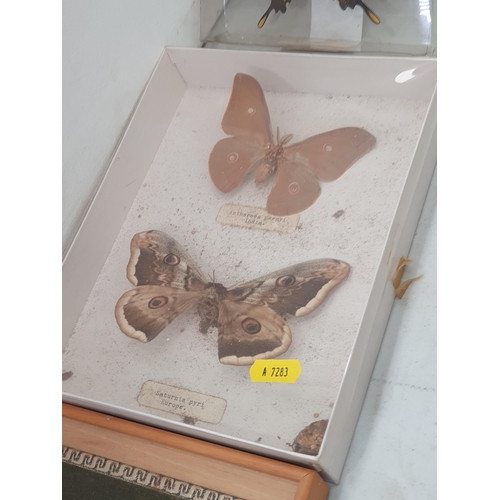 348 - Four cases containing mounted butterflies