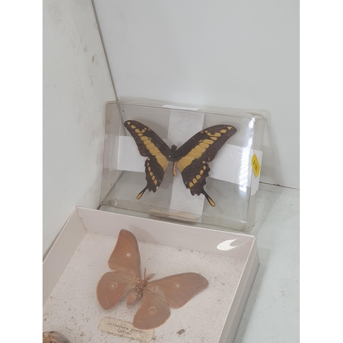 348 - Four cases containing mounted butterflies